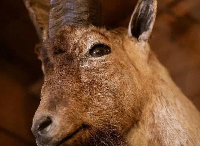 Edelweiss Semesterbostad Saalbach-Hinterglemm